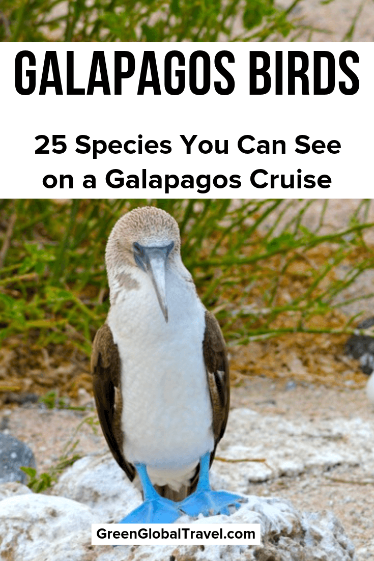 Galapagos Birds: 25 Species You Can See on a Galapagos Cruise | Birds in Galapagos Islands | Galapagos Penguin | Frigate Bird Galapagos | Blue-footed | Booby Nazca Booby | Red-footed Booby | Blue Footed Booby Dance | Waved Albatross | Darwin's Finches | Galapagos Hawk | Galapagos Islands Birds | Galapagos Wildlife | Galapagos Island Birds| Birds Galapagos Islands | Galapagos Islands Wildlife | Galapagos Islands Penguins | Galapagos Boobies