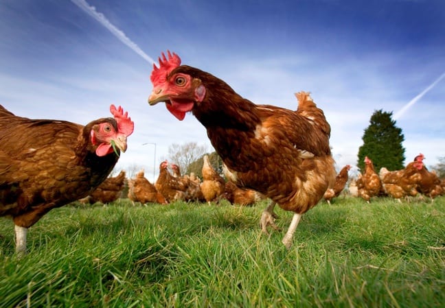 FreeRangeChickens ECO NEWS: Which Major Fast Food Giant Pledged To Go Green? 