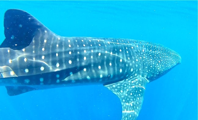 Swimming with whale sharks in Cancun, Mexico
