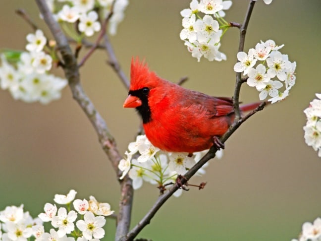 Cardinal Bird Food
