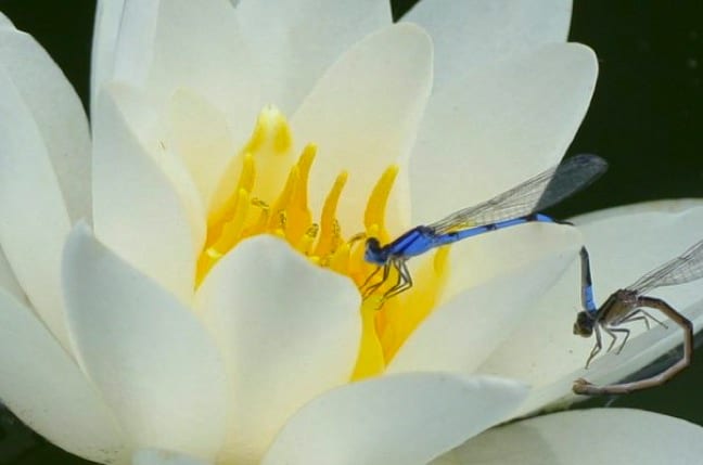 dragonflies on water lily Atlanta Botanical Garden PIC OF THE DAY: Dragonflies On Water Lily, Atlanta Botanical Garden