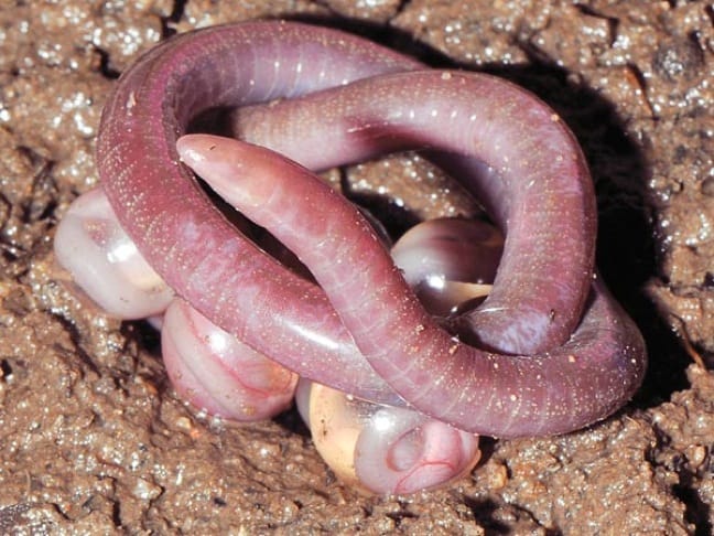new species burrowing caecilian adult with eggs 48944 600x450 ECO NEWS: Six New Snake like Amphibian Species Discovered in India