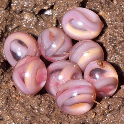 new species burrowing caecilian eggs 48947 600x450 ECO NEWS: Six New Snake like Amphibian Species Discovered in India