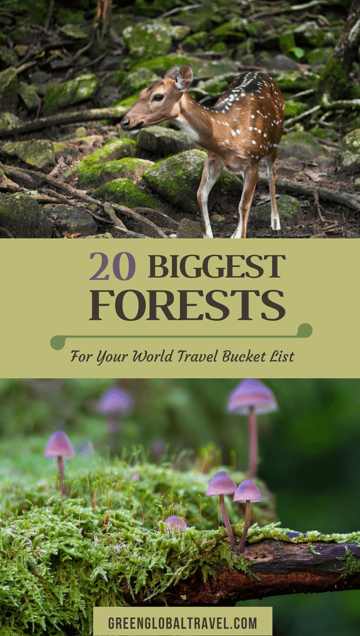 20 Biggest Forests In The World For Your World Travel