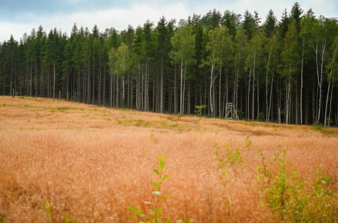 List of 5 Countries with Largest Forests in the World, by Yanuar Hadi