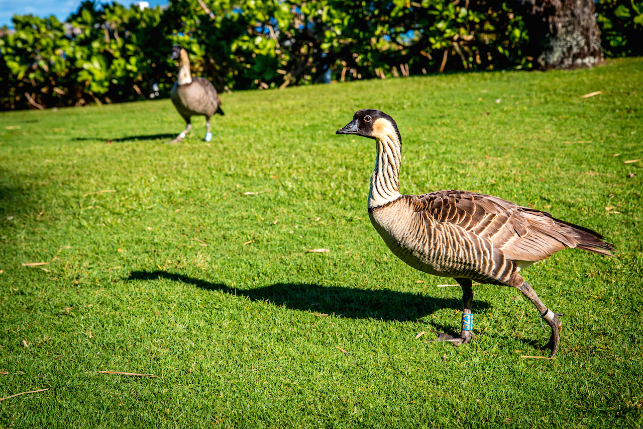 The world's rarest goose makes its zoo debut—meet the nene!