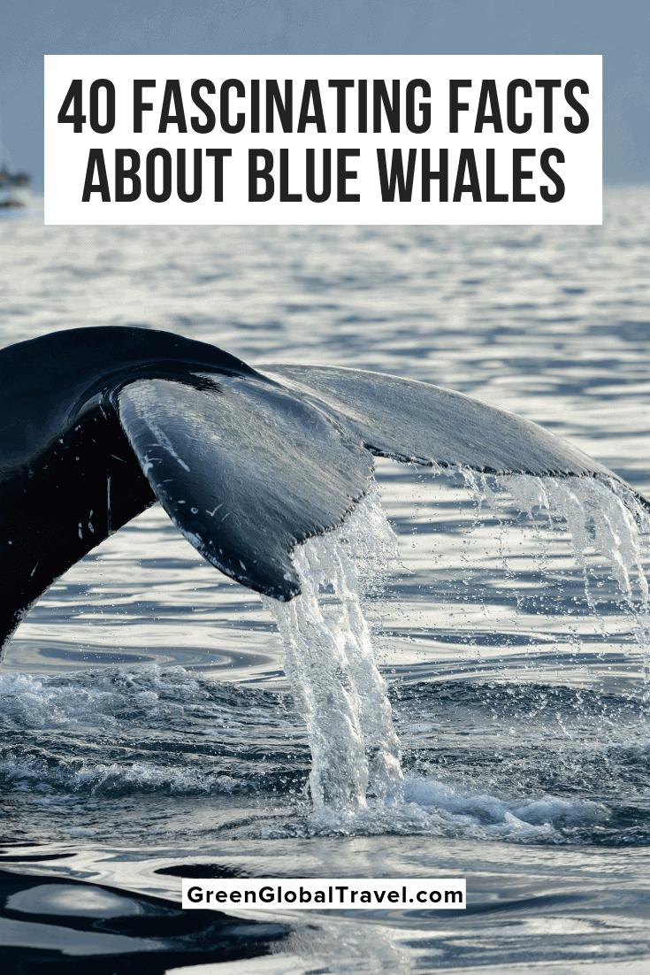 Blue Whale Pictures Facts