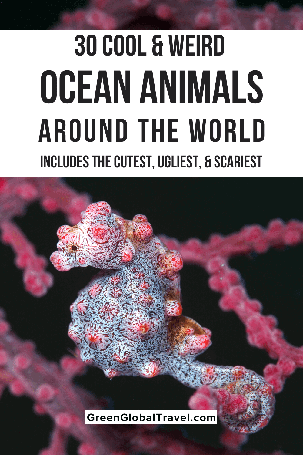 30 Cool & Weird Ocean Animals Around the World - Green Global Travel