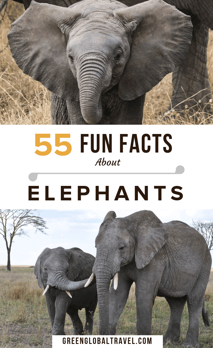 10 Extraordinary Facts About Elephant Trunks