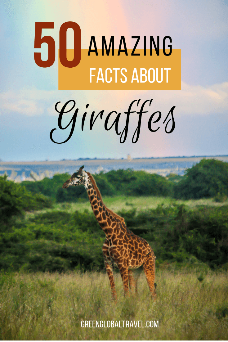 50 Fascinating Facts About Giraffes - Green Global Travel