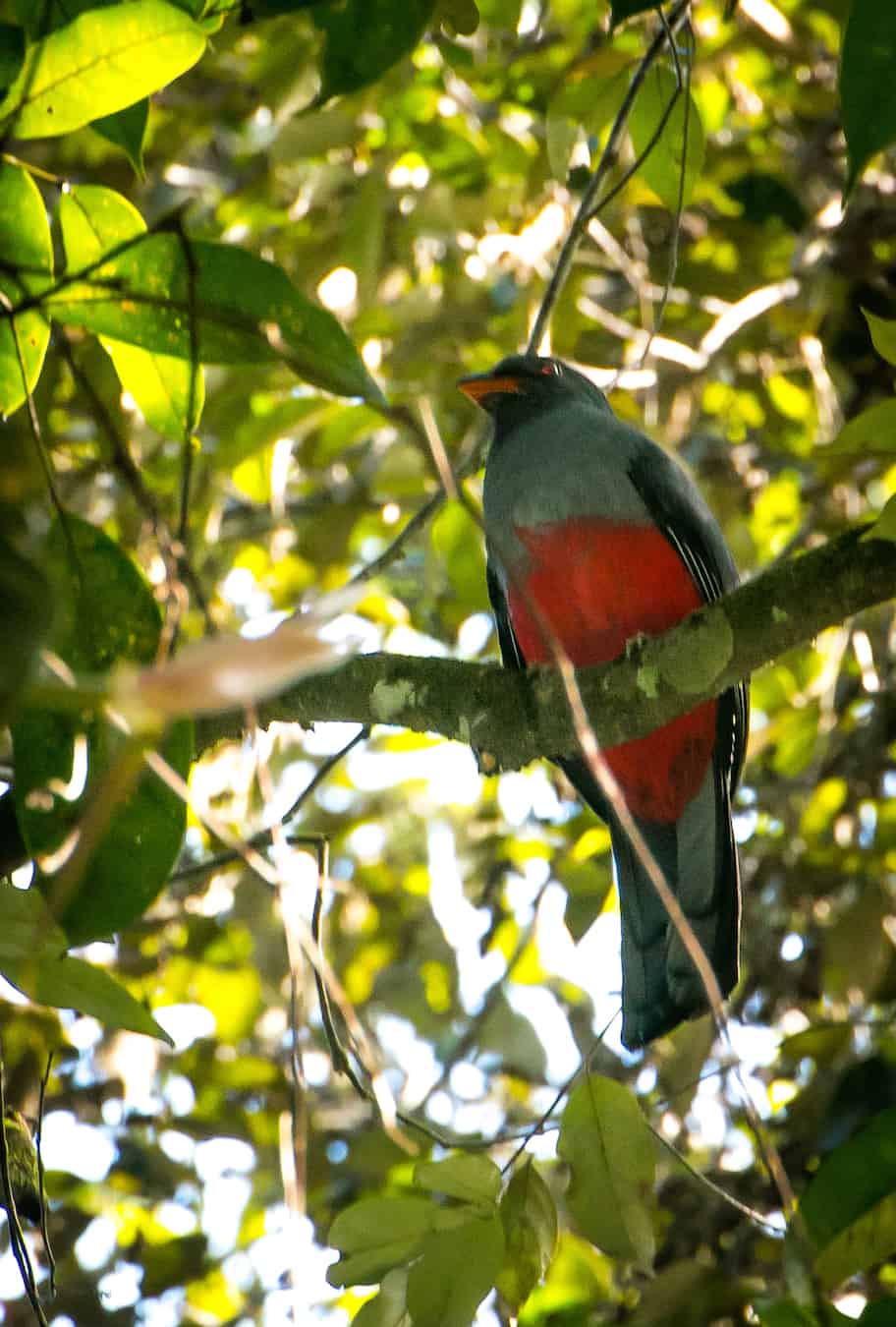 Rainforest Birds: Species List & Top 10 - Rainforest Cruises