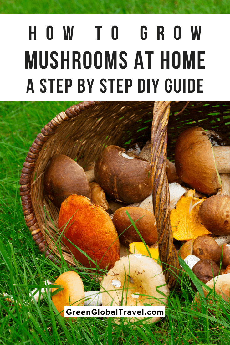 How To Grow Mushrooms on Straw: A Step by Step Guide