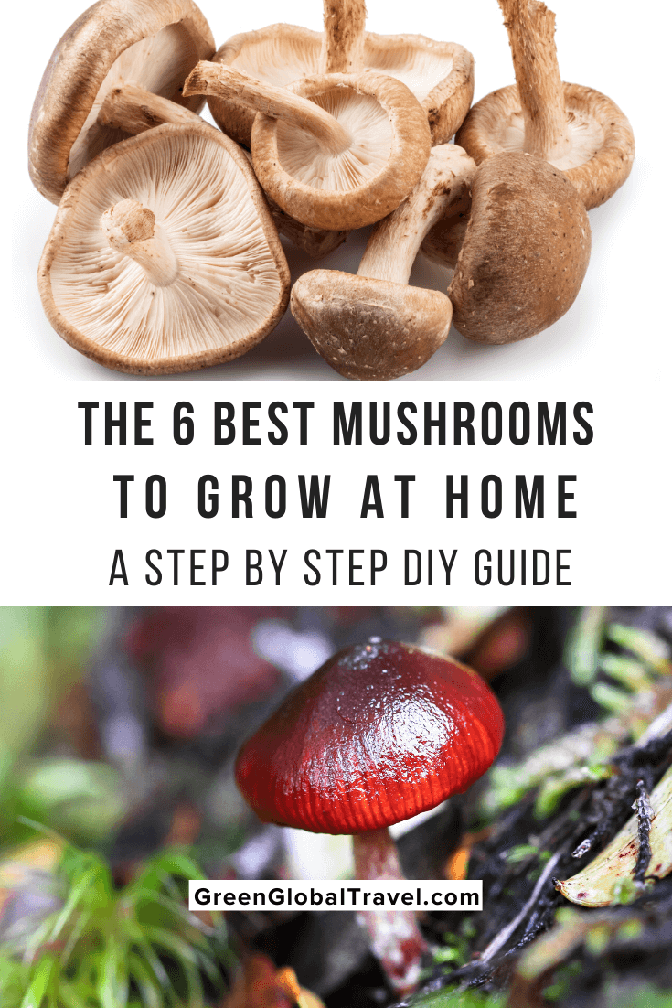 https://greenglobaltravel.com/how-to-grow-mushrooms-at-home-diy-guide/the-best-mushrooms-to-grow-at-home/