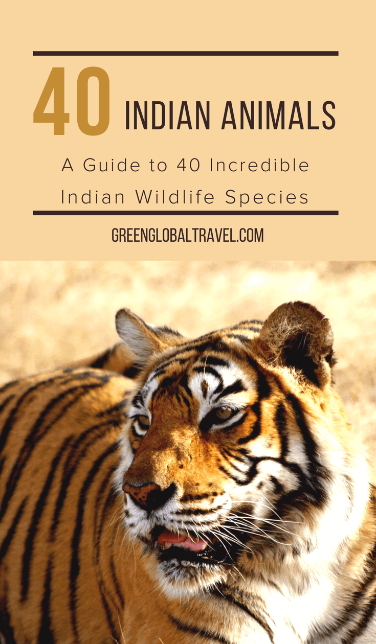 Indian Animals: A Guide to 40 Incredible Indian Wildlife Species