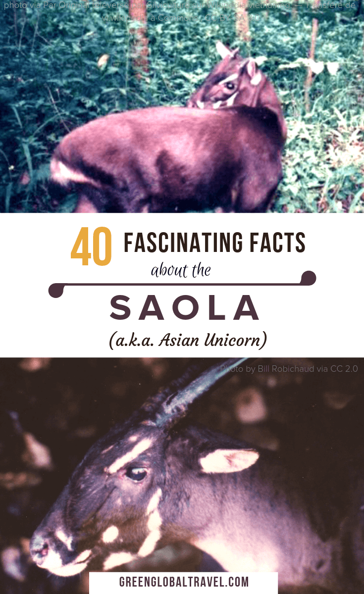 Saola - Asian Unicorn: Endangered Species Spotlight