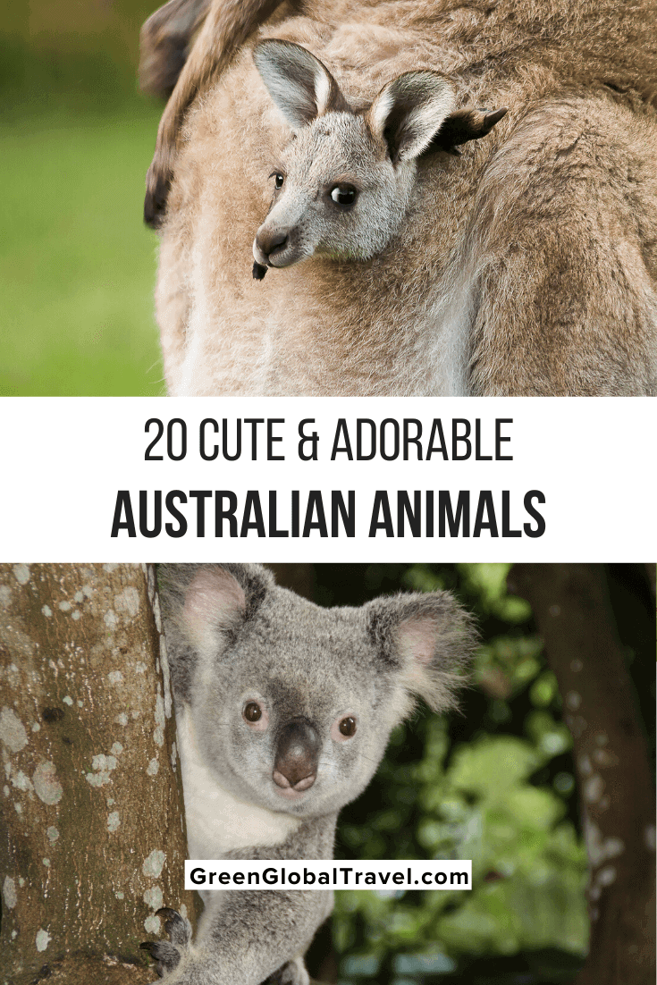 20 Weird & Cute Australian Animals - Green Global Travel