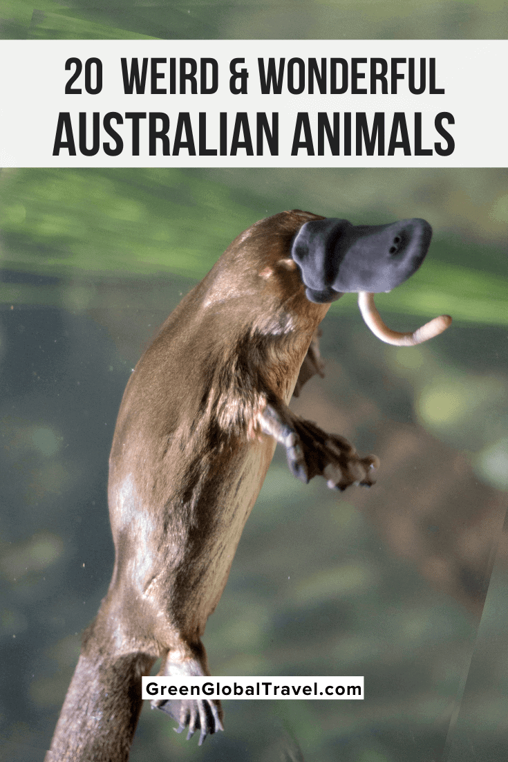 20 Weird & Cute Australian Animals - Green Global Travel