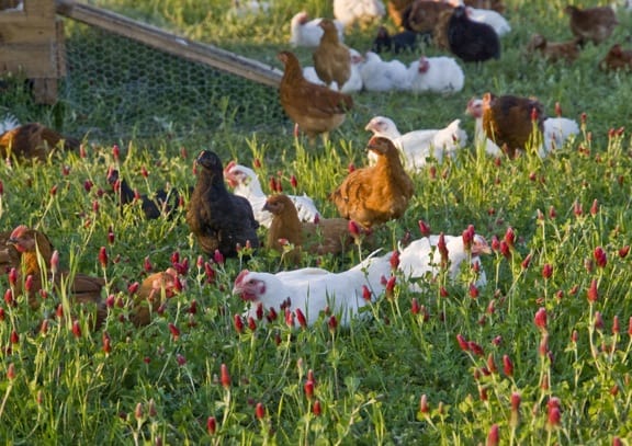 Free Range Chickens at White Oak Pastures