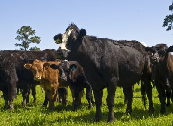 Cows at White Oak Pastures