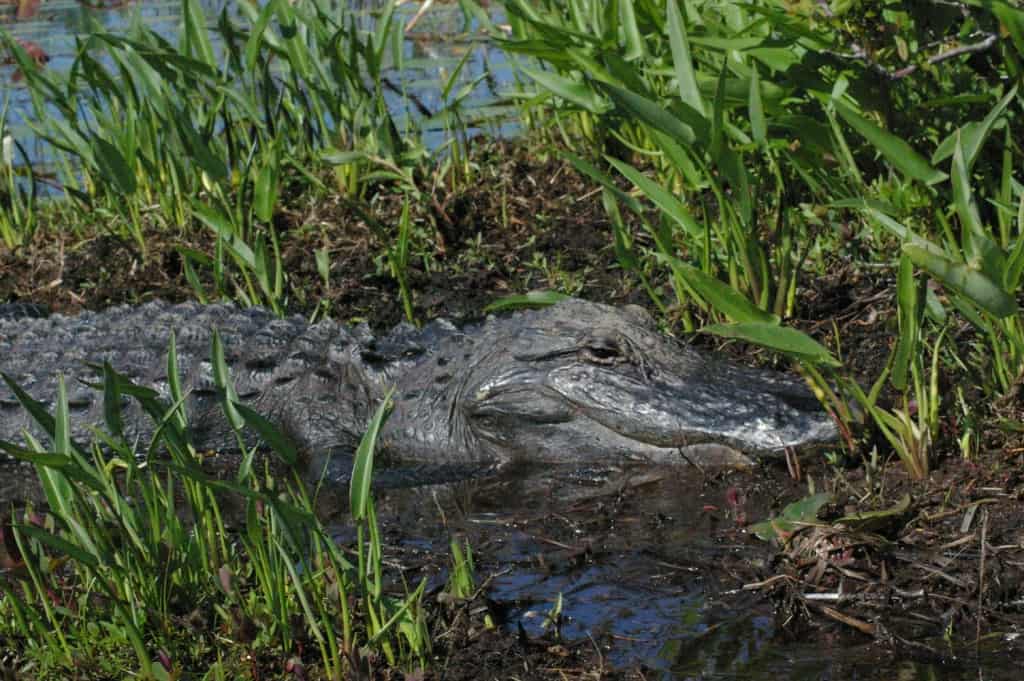 Alligator in Okefenokee National Park