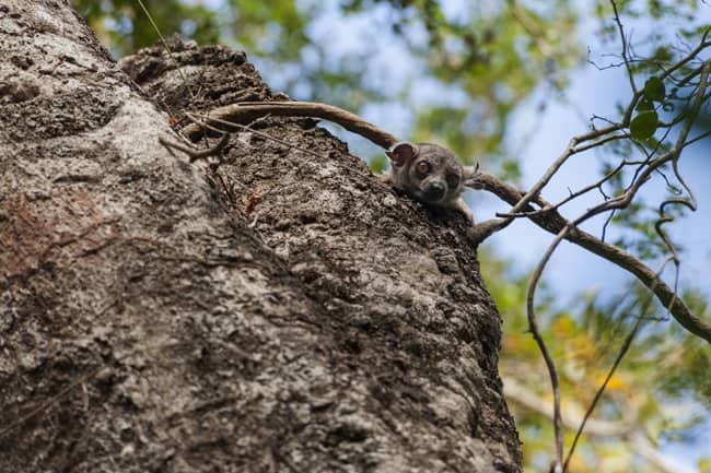 Madagascar Animals: Sportive Lemur