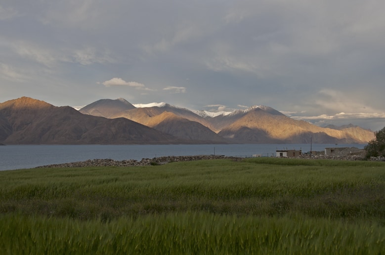 Pangong Grass