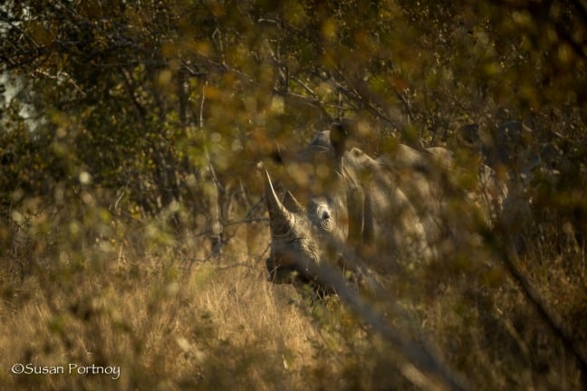 safari photo en afrique - Rhino dans la brousse