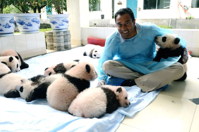 Earth_A_New_Wild_M_Sanjayan_with_baby_pandas
