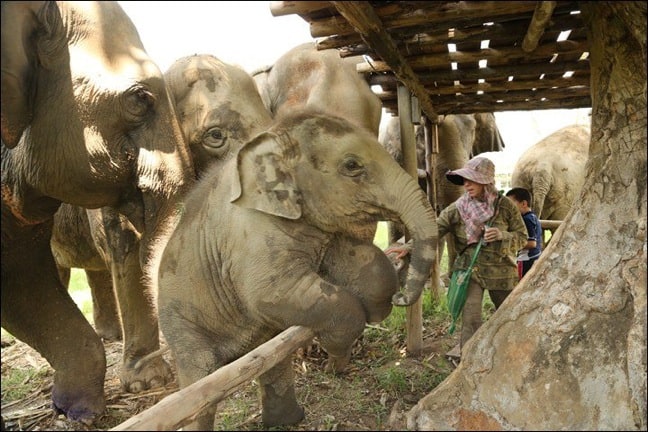 Baby Navann of Elephant Nature Park, Thailand