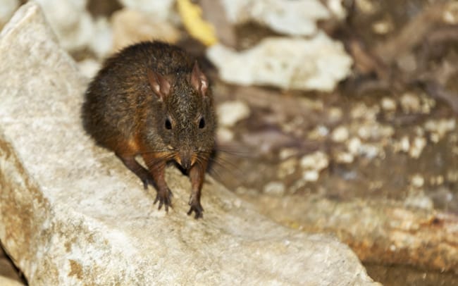 Madagascar Animals: Jumping Rat