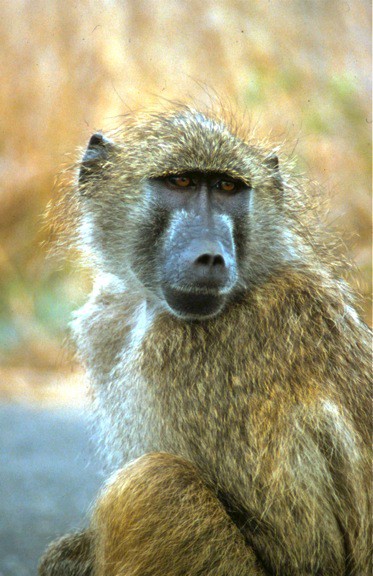 baboon-south-africa-Kruger-National-Park