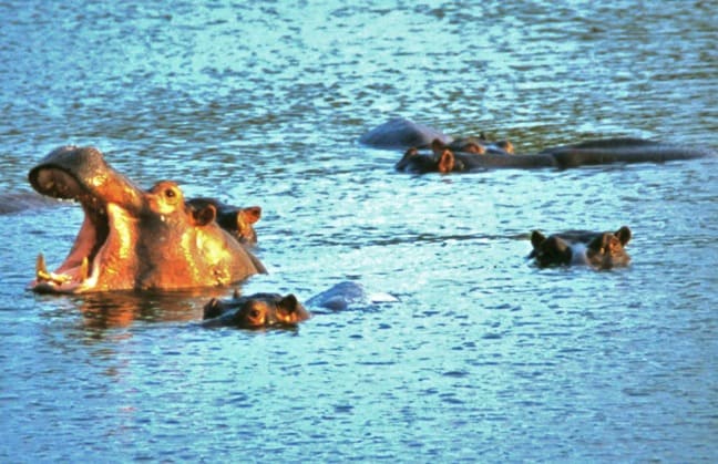 Hippos in Kruger National Park, South Africa