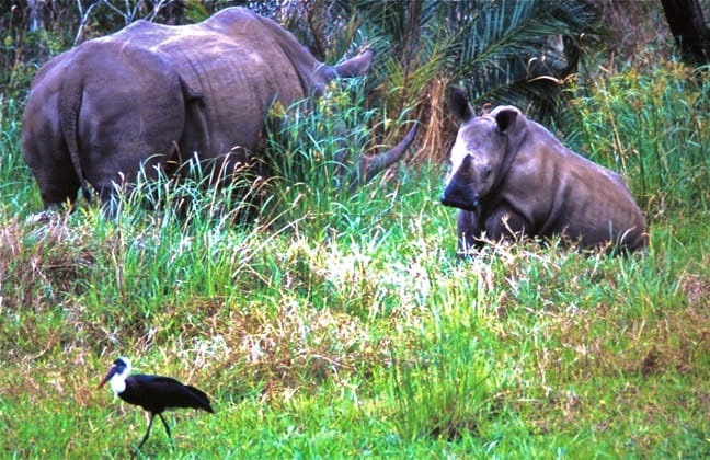 White Rhino Mama & Baby, South Africa