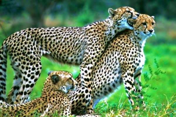 Cheetah Cubs in South Africa