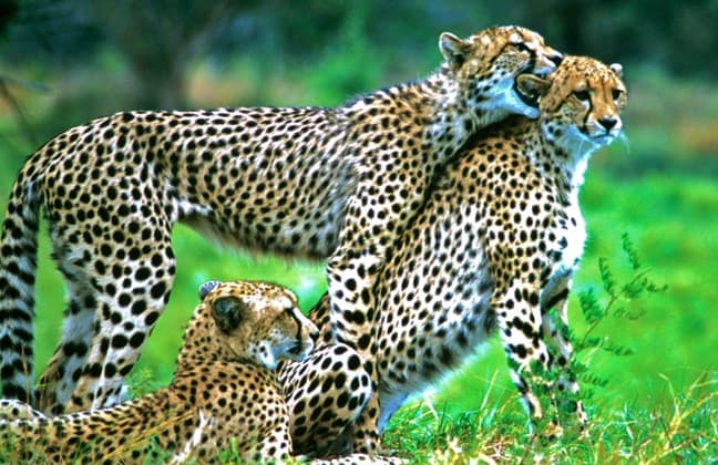 Cheetah Cubs in South Africa