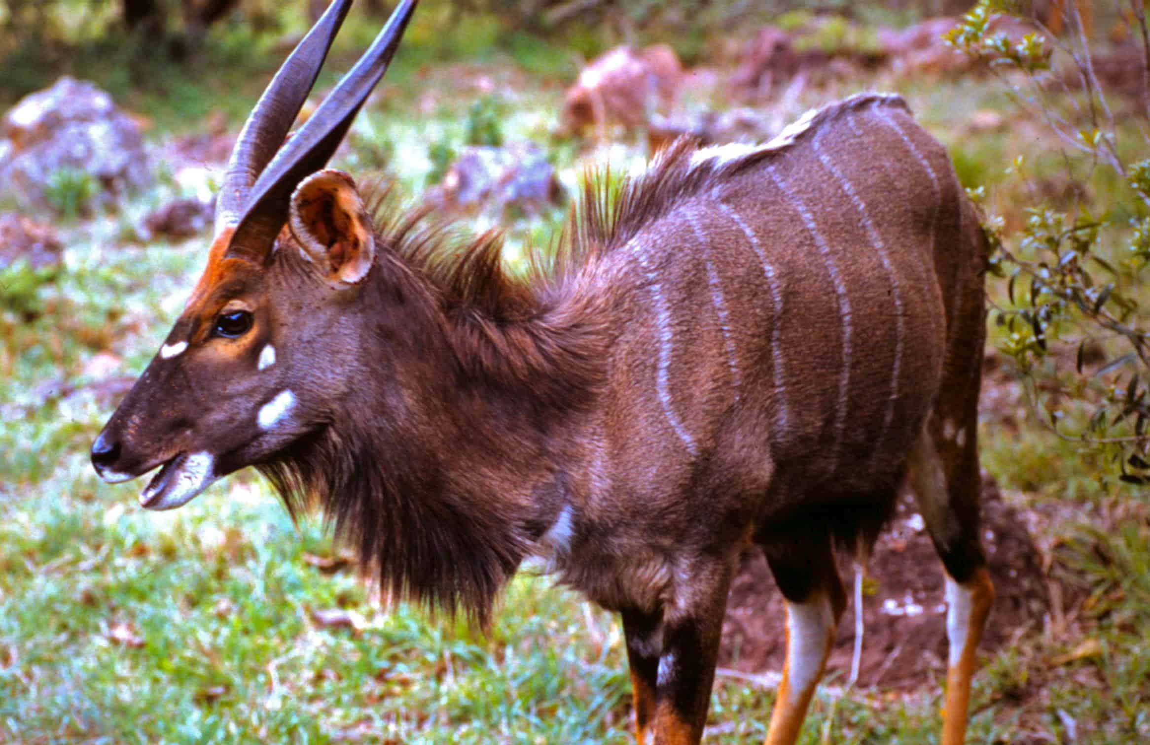 Nyala in Phinda Game Reserve, South Africa