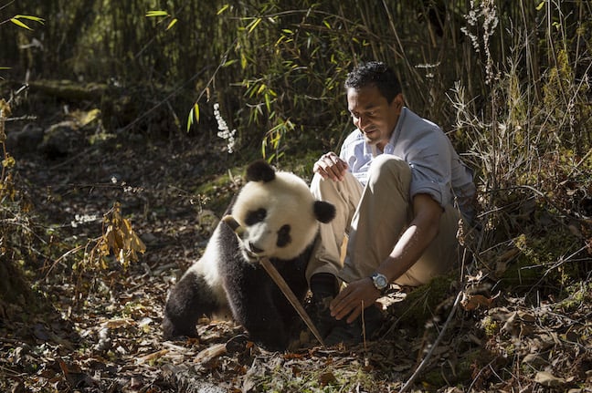 M Sanjayan With a Giant Panda Cub in China