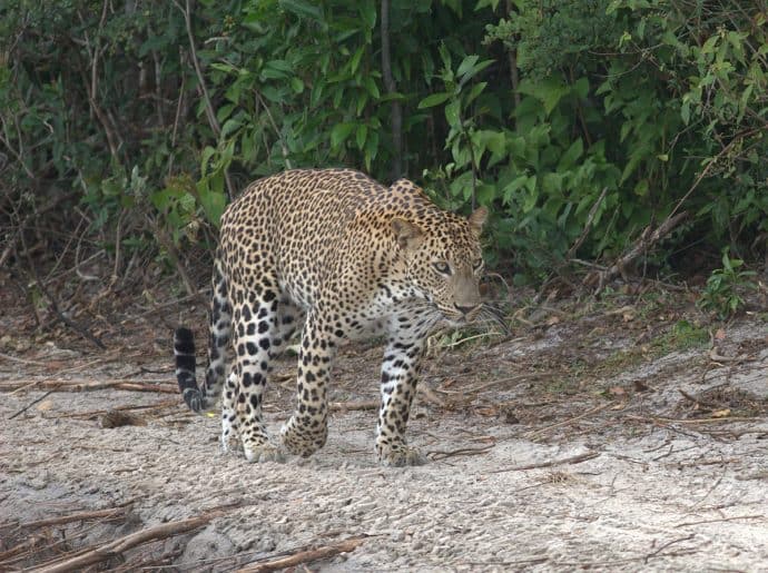 Sri Lanka Wildlife- leopard