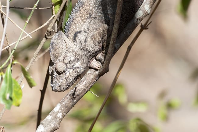 Madagascar Animals: Chameleon