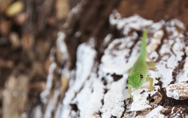 Madagascar Animals: Green Gecko