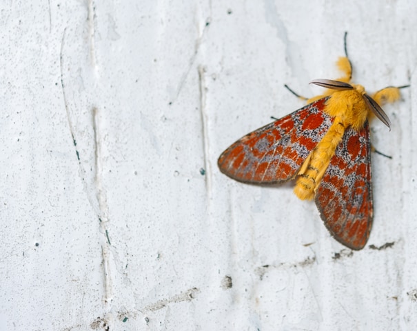 Madagascar Animals: Furry Moth