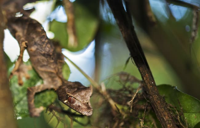 Madagascar Animals: Leaf Tailed Gecko