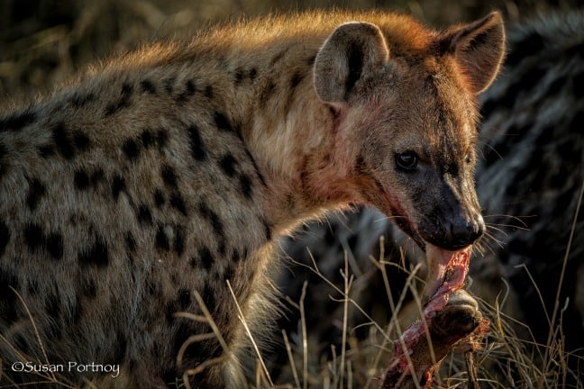 Hungry Hyena