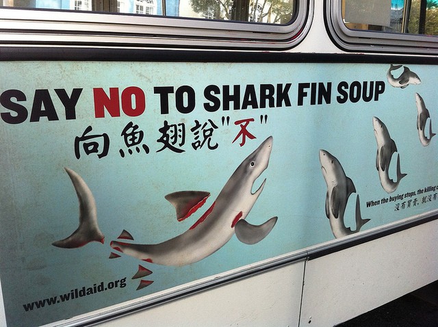 15 Harmful Traditions - Shark Fin Soup