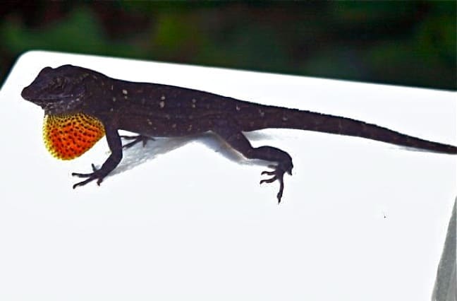 Anole Lizard in J.N. Ding Darling National Wildlife Refuge
