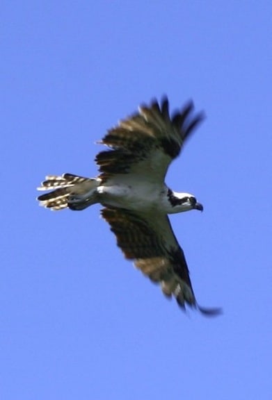 Osprey in Flight in J.N. Ding Darling National Wildlife Refuge
