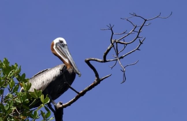 Pelican in Tarpon Bay in J.N. Ding Darling National Wildlife Refuge