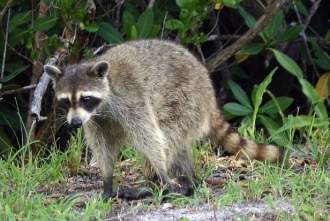 Young Raccoon in J.N. Ding Darling National Wildlife Refuge