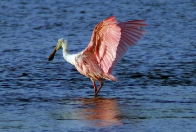 Roseate Spoonbill in J.N. Ding Darling National Wildlife Refuge