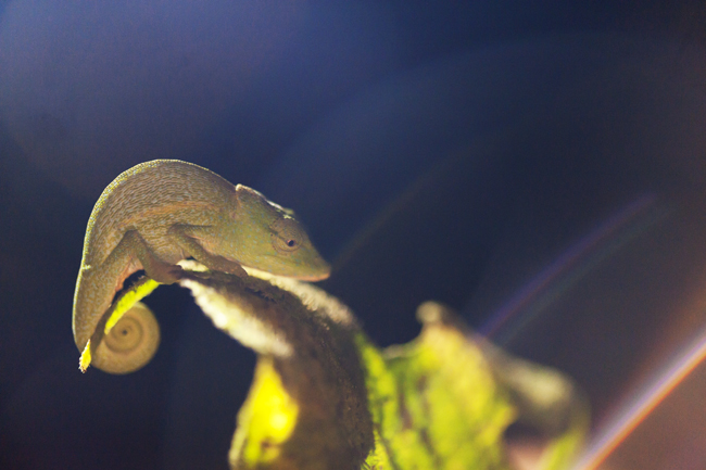 Madagascar Animals: Pygmy Chameleon